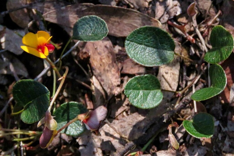 Platylobium rotundum photo 6