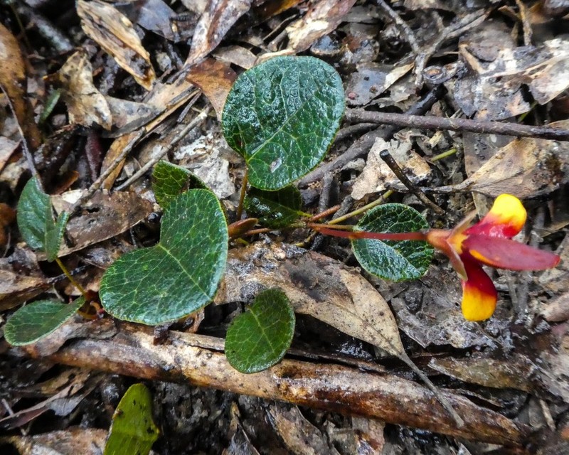 Platylobium rotundum photo 7