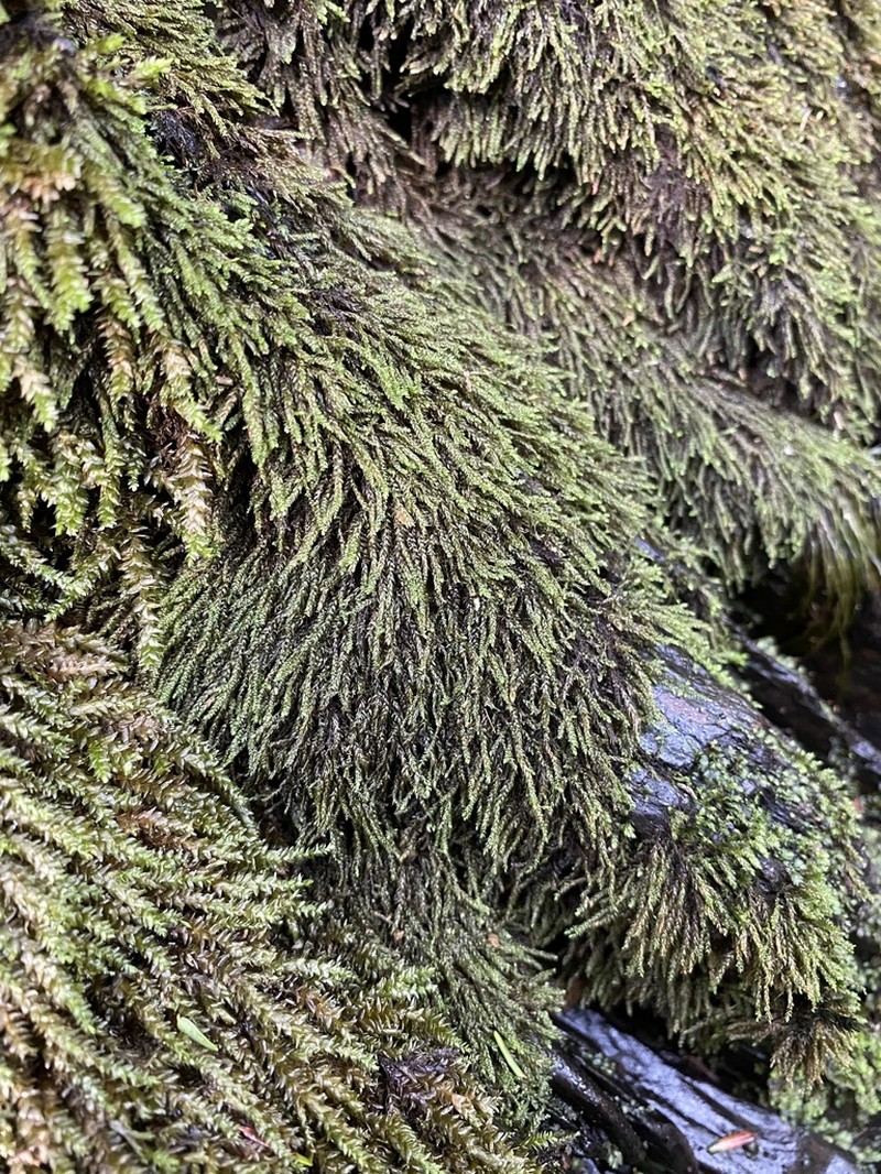 Lescur's Platylomella Moss