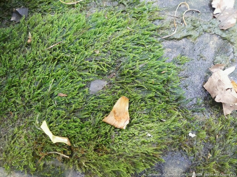 Lescur's Platylomella Moss photo 2