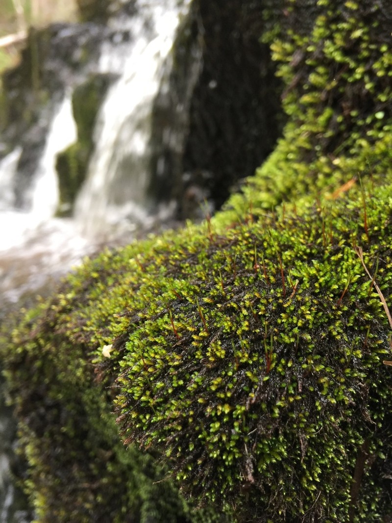 Lescur's Platylomella Moss photo 3