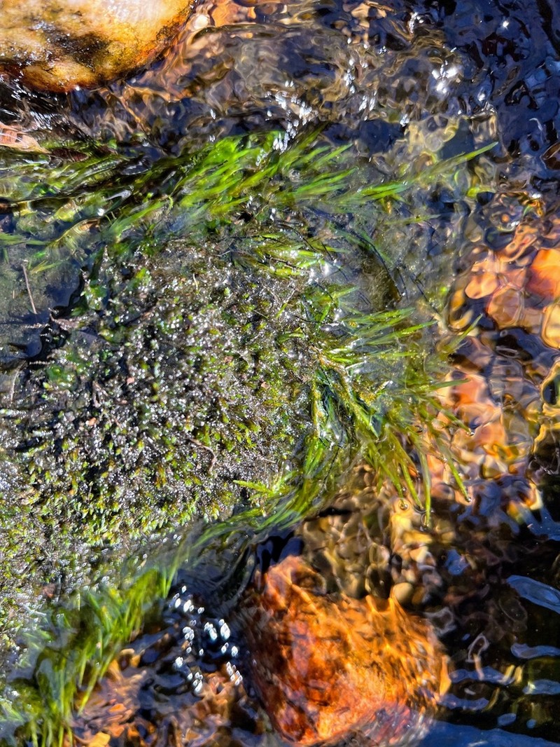 Lescur's Platylomella Moss photo 4