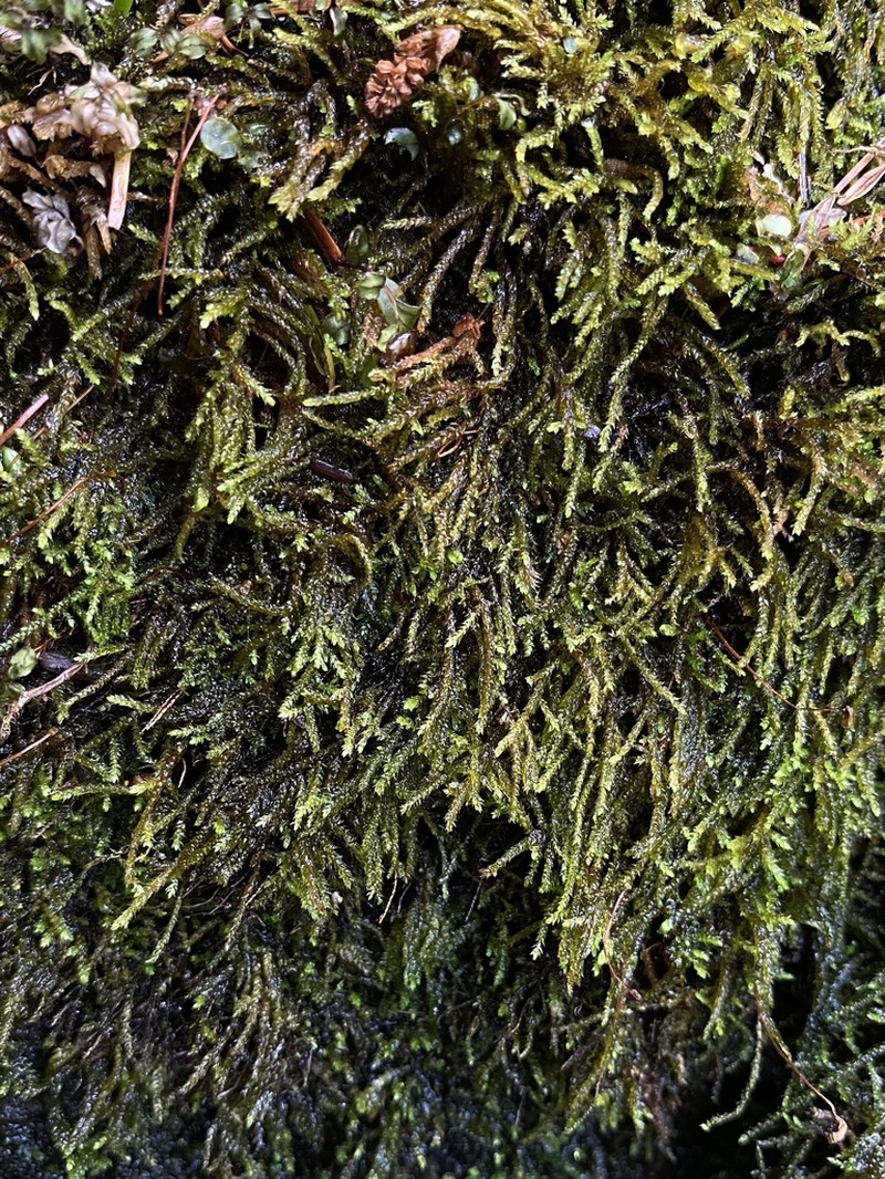 Lescur's Platylomella Moss photo 5