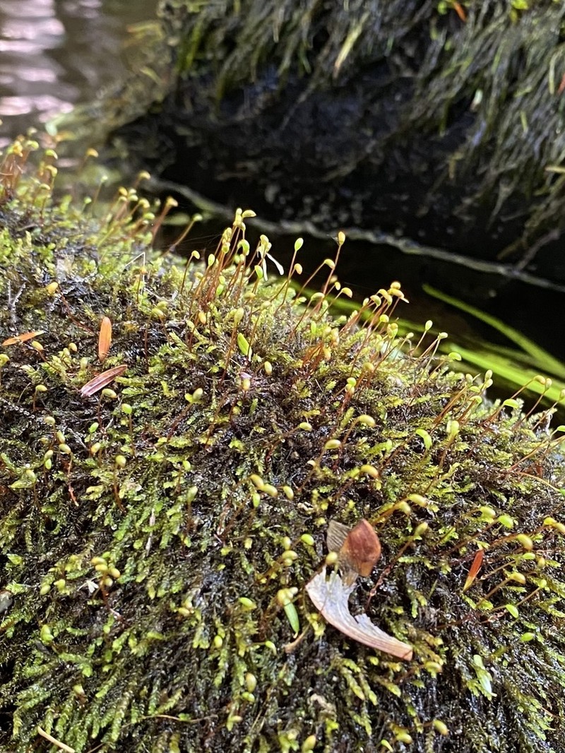 Lescur's Platylomella Moss photo 6