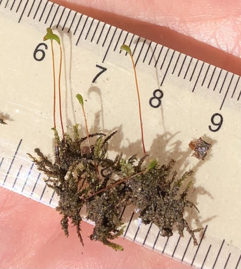 Lescur's Platylomella Moss photo 7