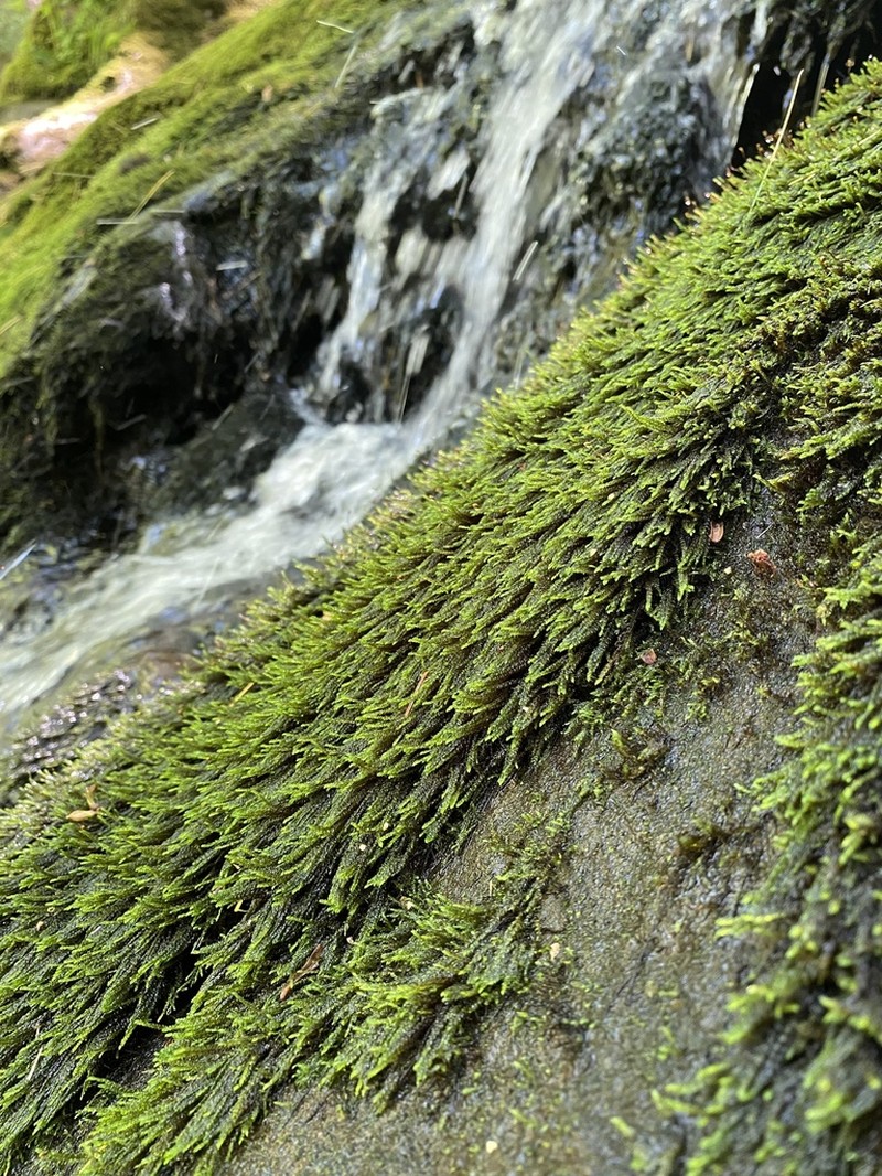 Lescur's Platylomella Moss photo 8