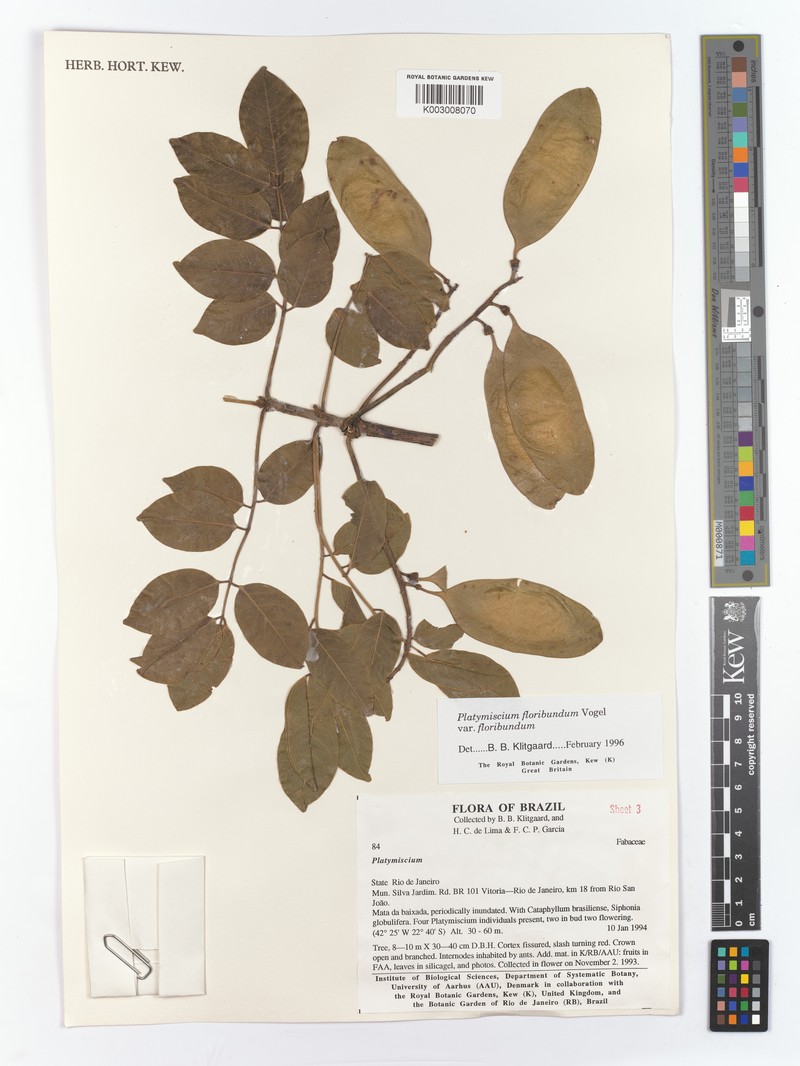 Platymiscium floribundum var. floribundum