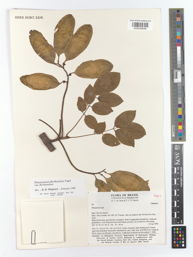 Platymiscium floribundum var. floribundum photo 2