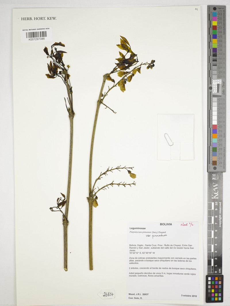 Platymiscium pinnatum var. pinnatum