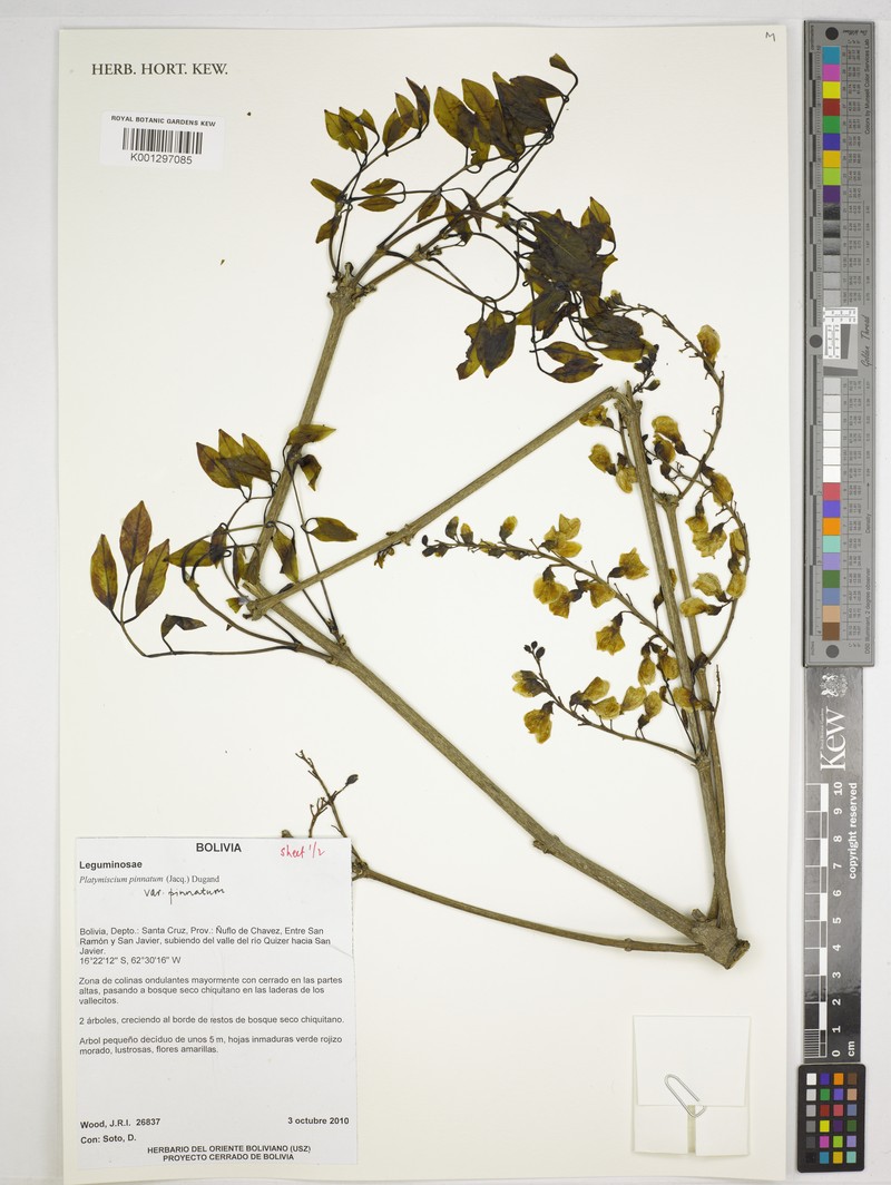 Platymiscium pinnatum var. pinnatum photo 2