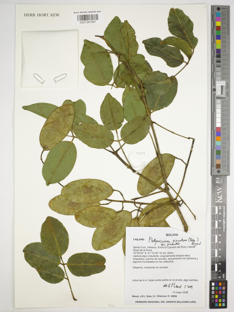 Platymiscium pinnatum var. pinnatum photo 3