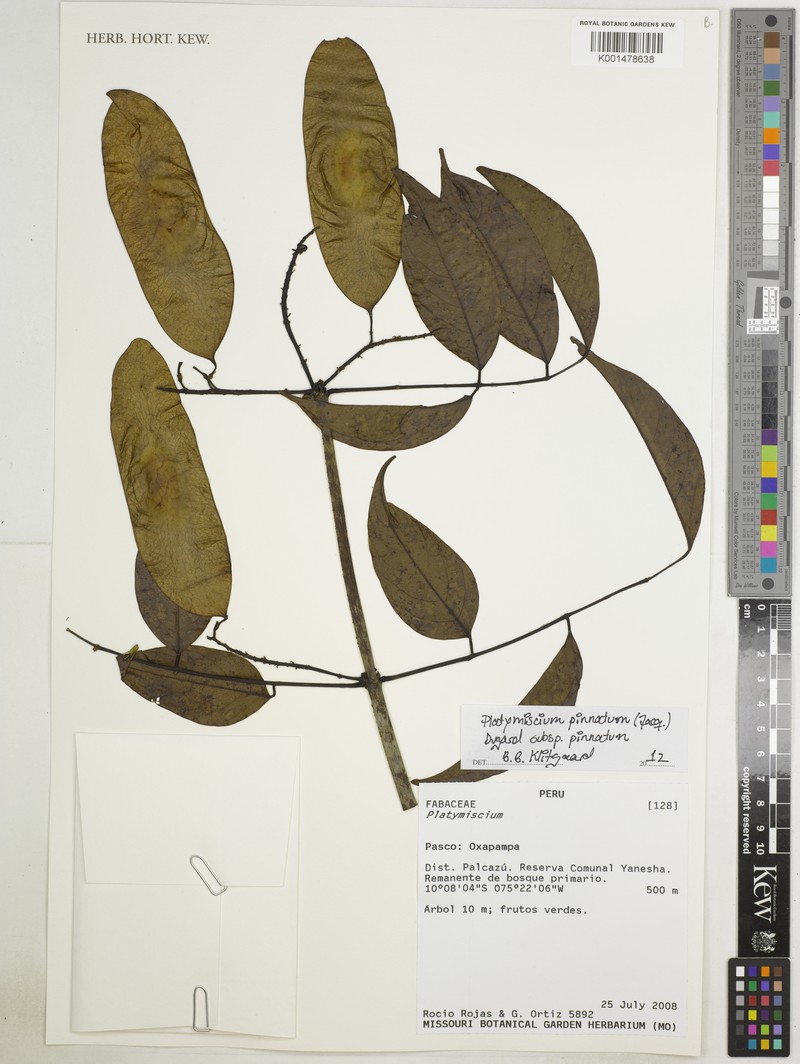 Platymiscium pinnatum var. pinnatum photo 4
