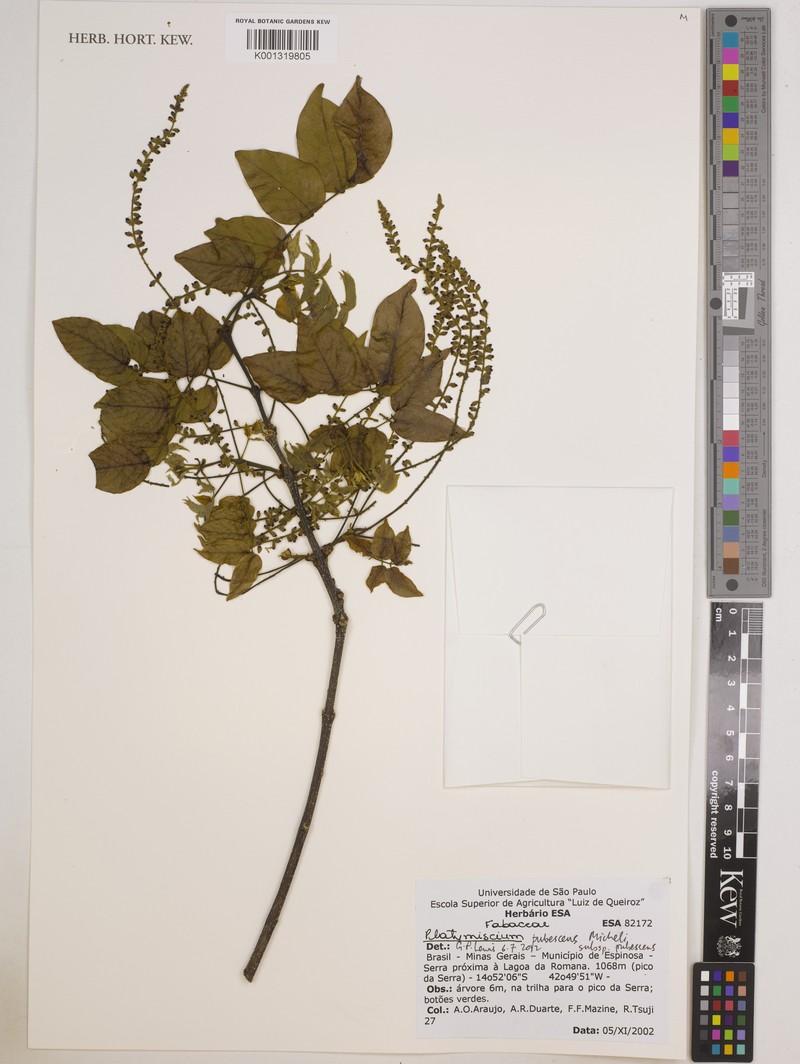 Platymiscium pubescens subsp. pubescens