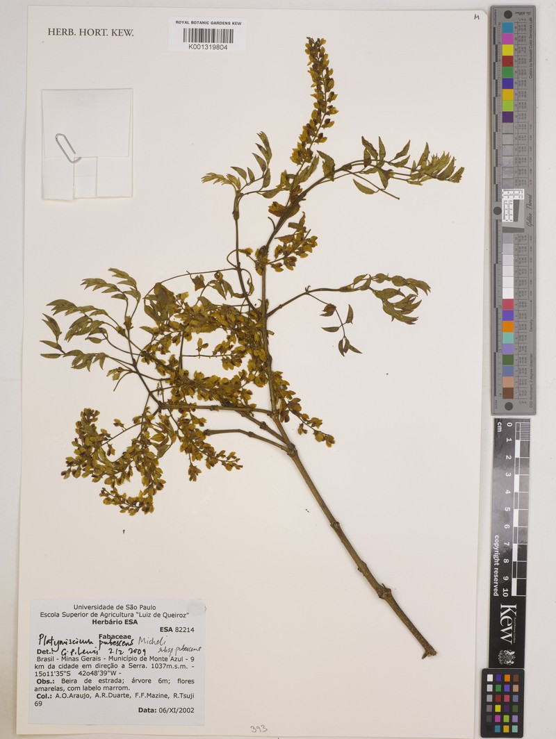 Platymiscium pubescens subsp. pubescens photo 2