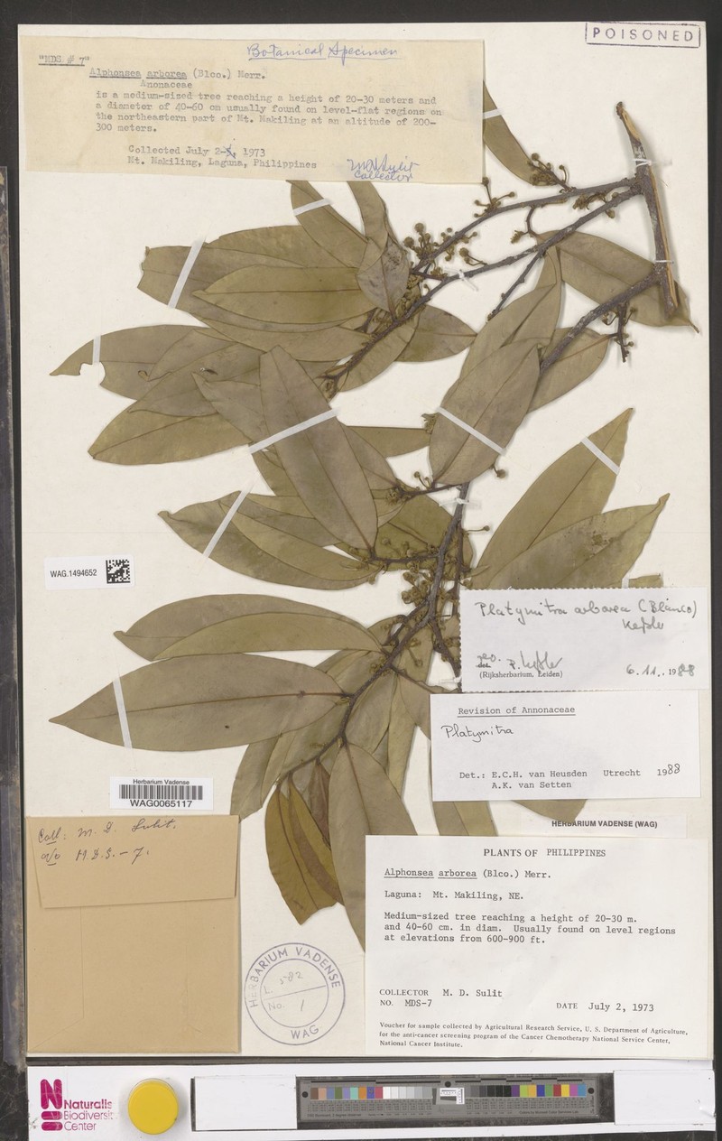 Platymitra arborea