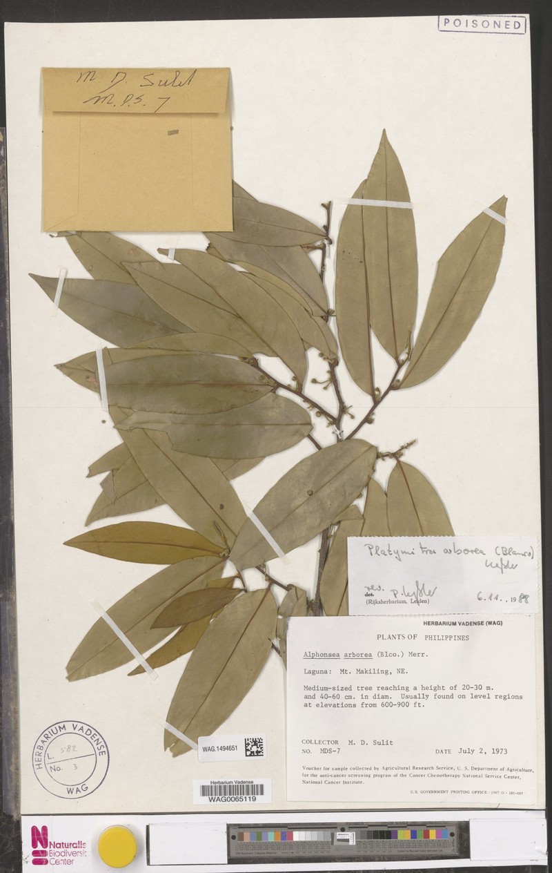Platymitra arborea photo 2