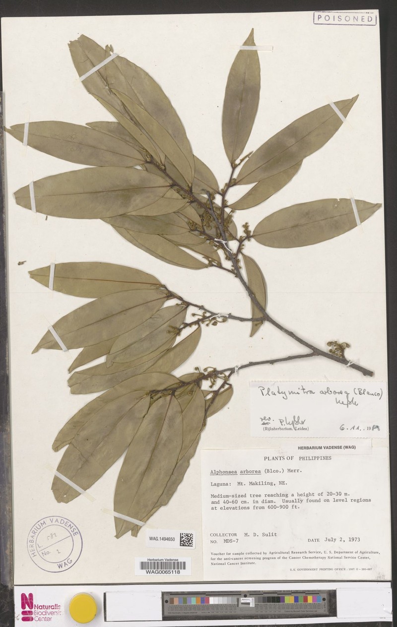 Platymitra arborea photo 3