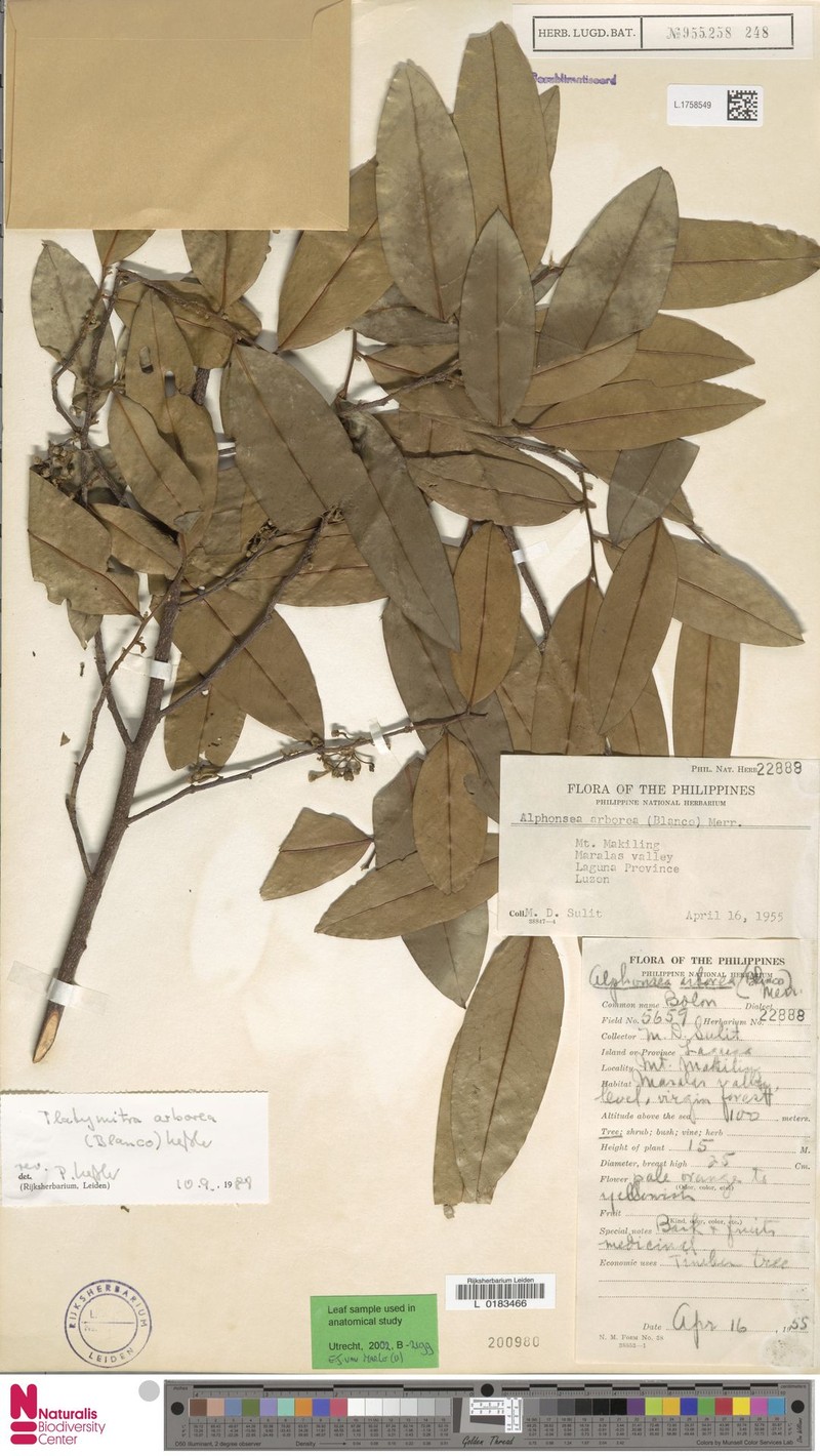 Platymitra arborea photo 4