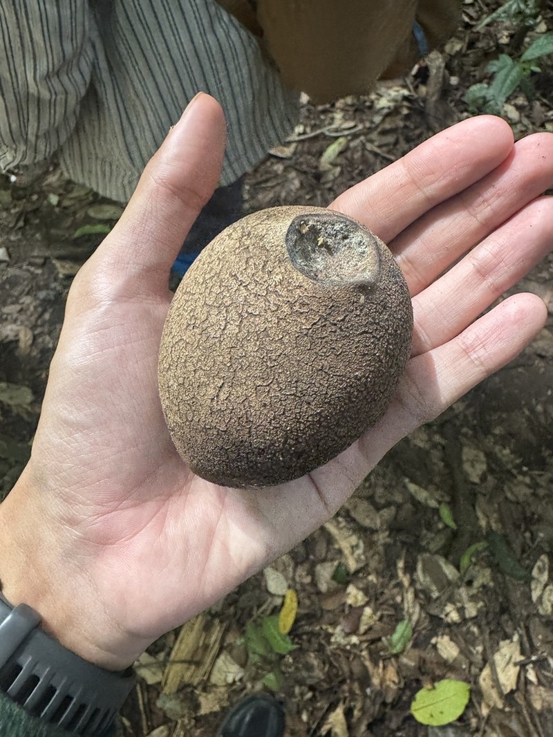 Platymitra macrocarpa photo 2