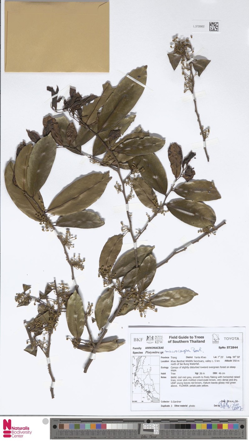 Platymitra macrocarpa photo 3
