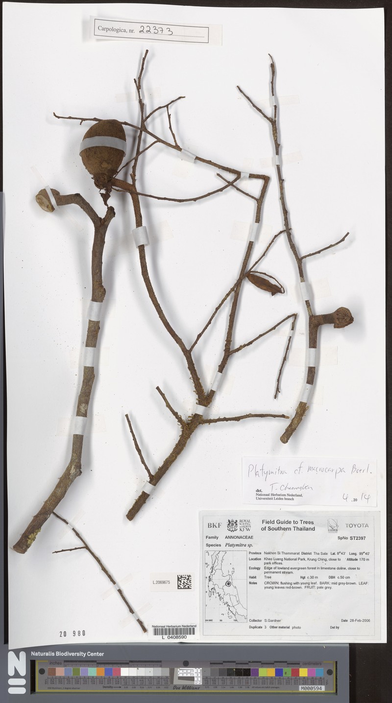 Platymitra macrocarpa photo 4