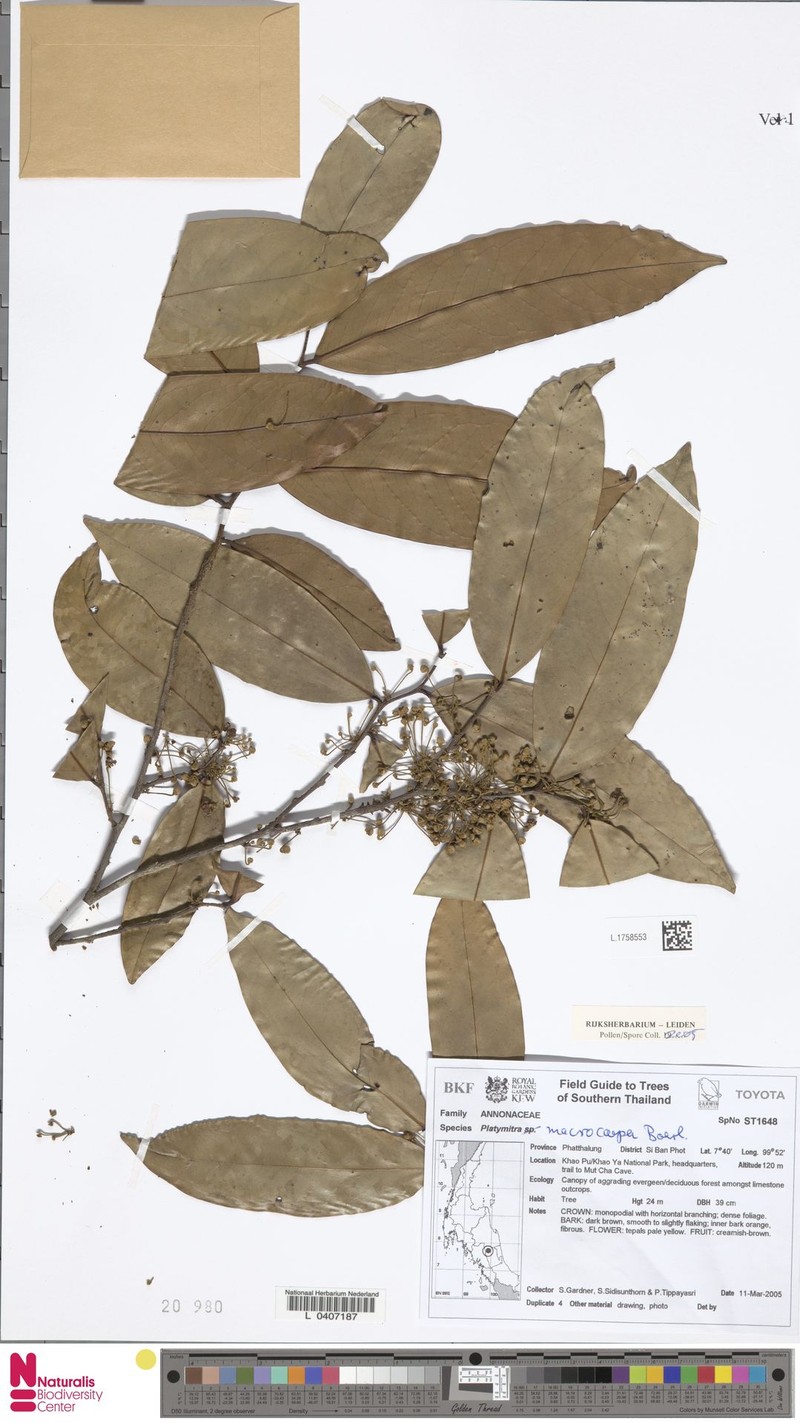 Platymitra macrocarpa photo 5
