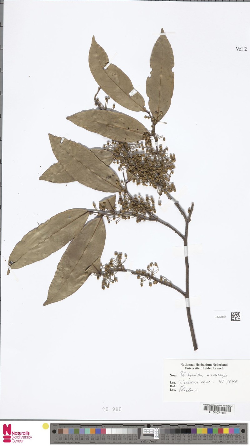 Platymitra macrocarpa photo 6