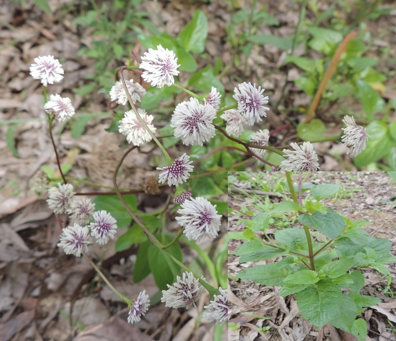 Platypodanthera melissifolia photo 4