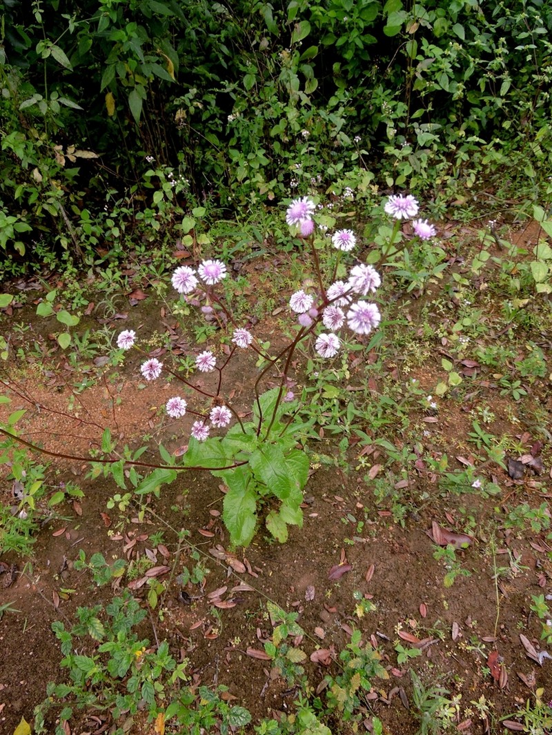 Platypodanthera melissifolia photo 5