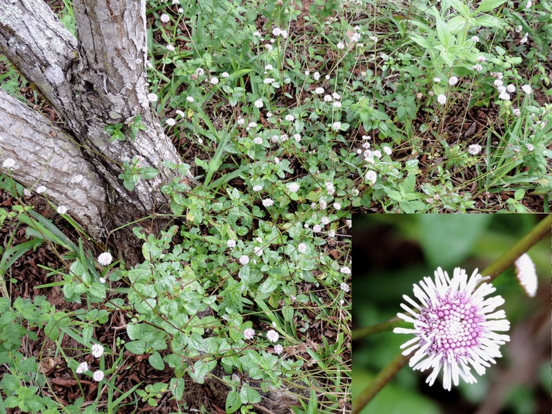 Platypodanthera melissifolia photo 6