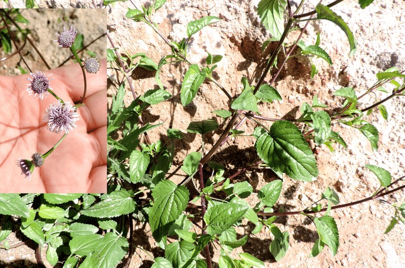 Platypodanthera melissifolia photo 8