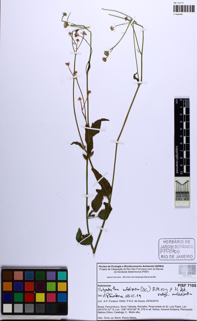 Platypodanthera melissifolia subsp. melissifolia photo 2