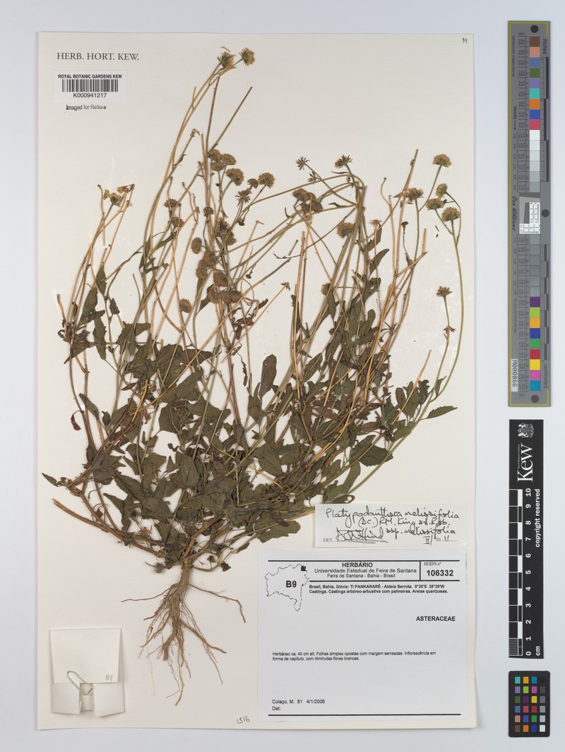 Platypodanthera melissifolia subsp. melissifolia photo 3