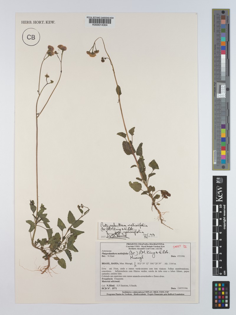 Platypodanthera melissifolia subsp. melissifolia photo 4