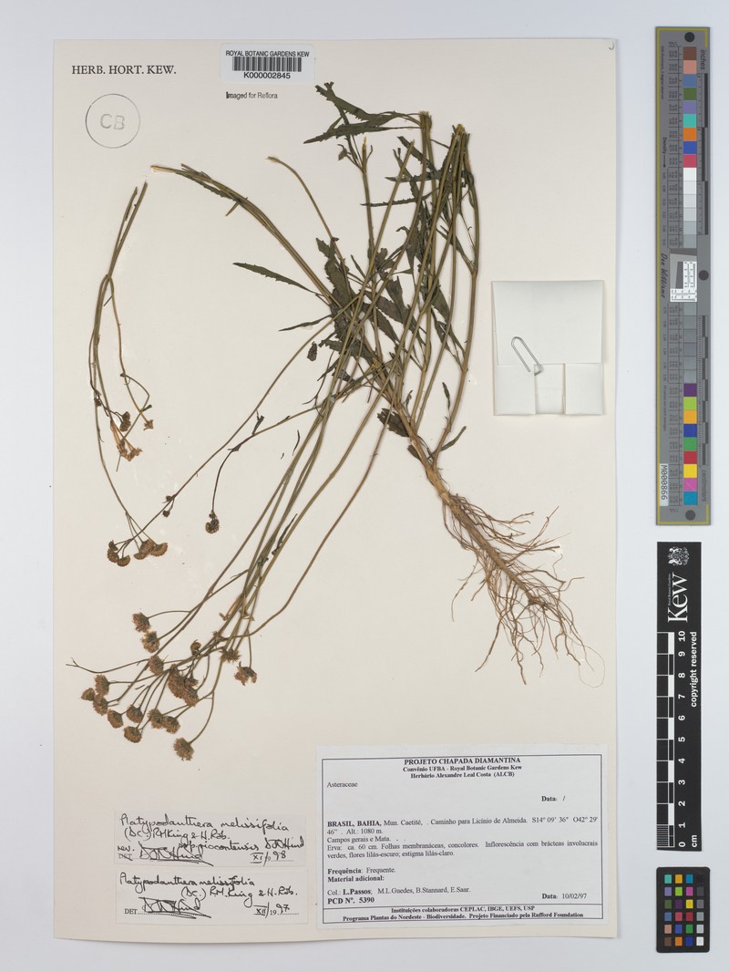 Platypodanthera melissifolia subsp. riocontensis