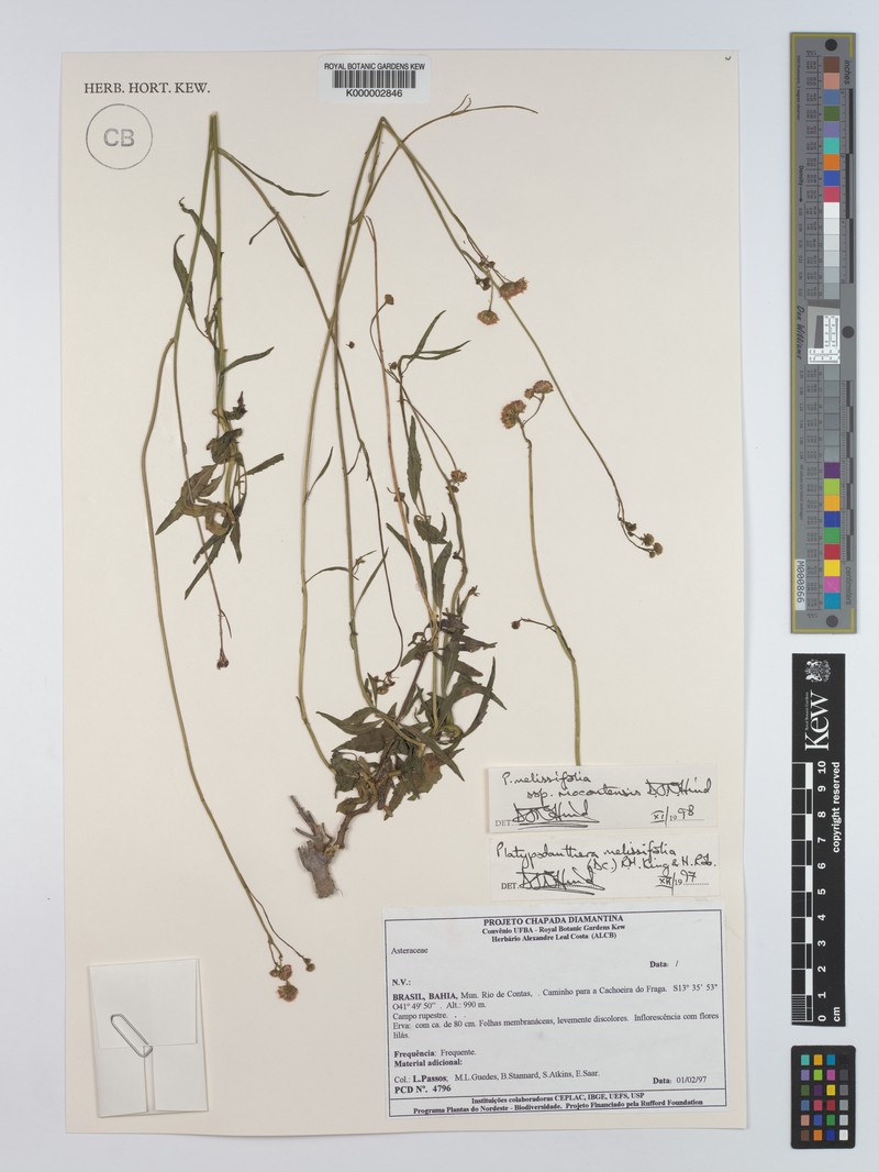 Platypodanthera melissifolia subsp. riocontensis photo 2