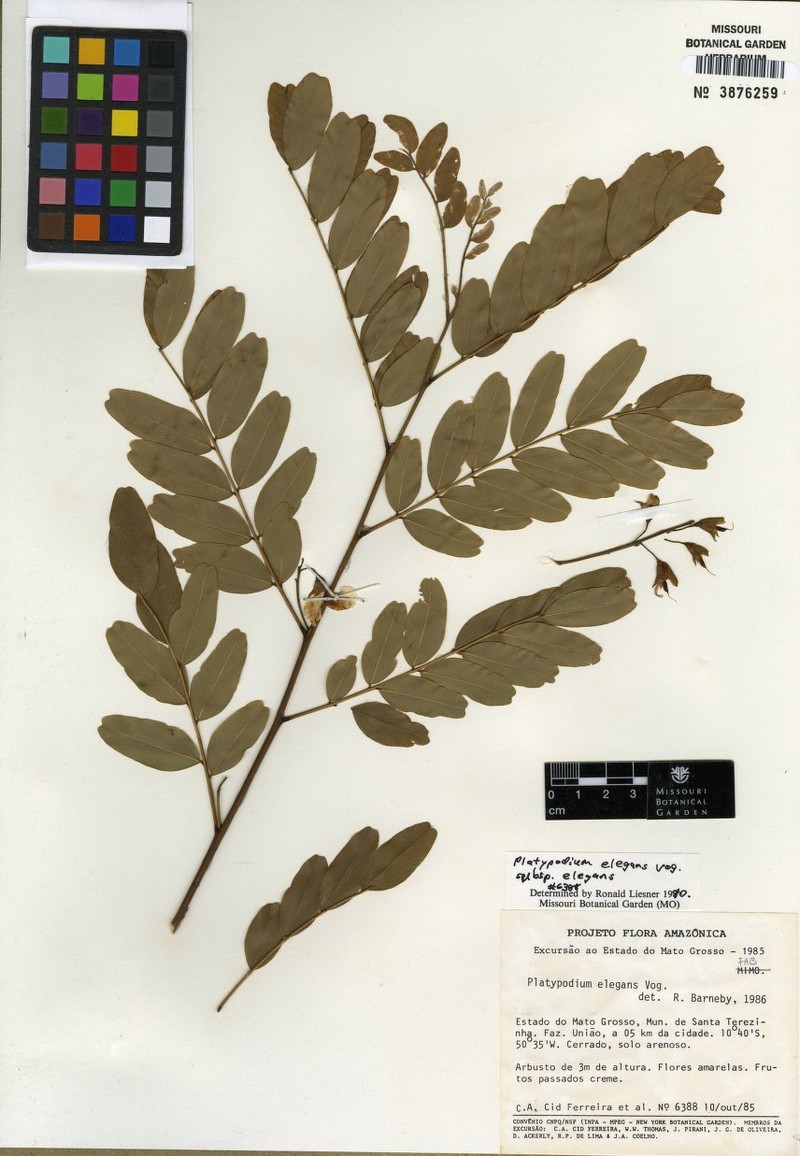 Platypodium elegans subsp. elegans
