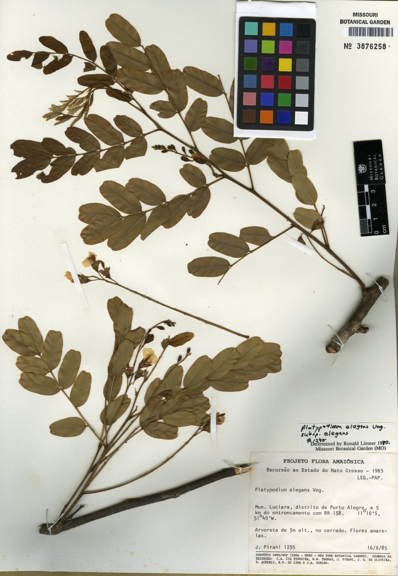 Platypodium elegans subsp. elegans photo 2