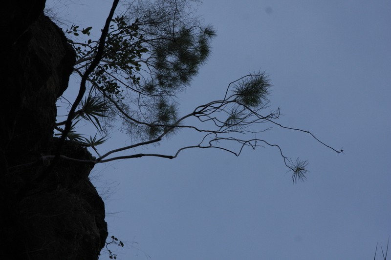 Platysace arnhemica photo 4