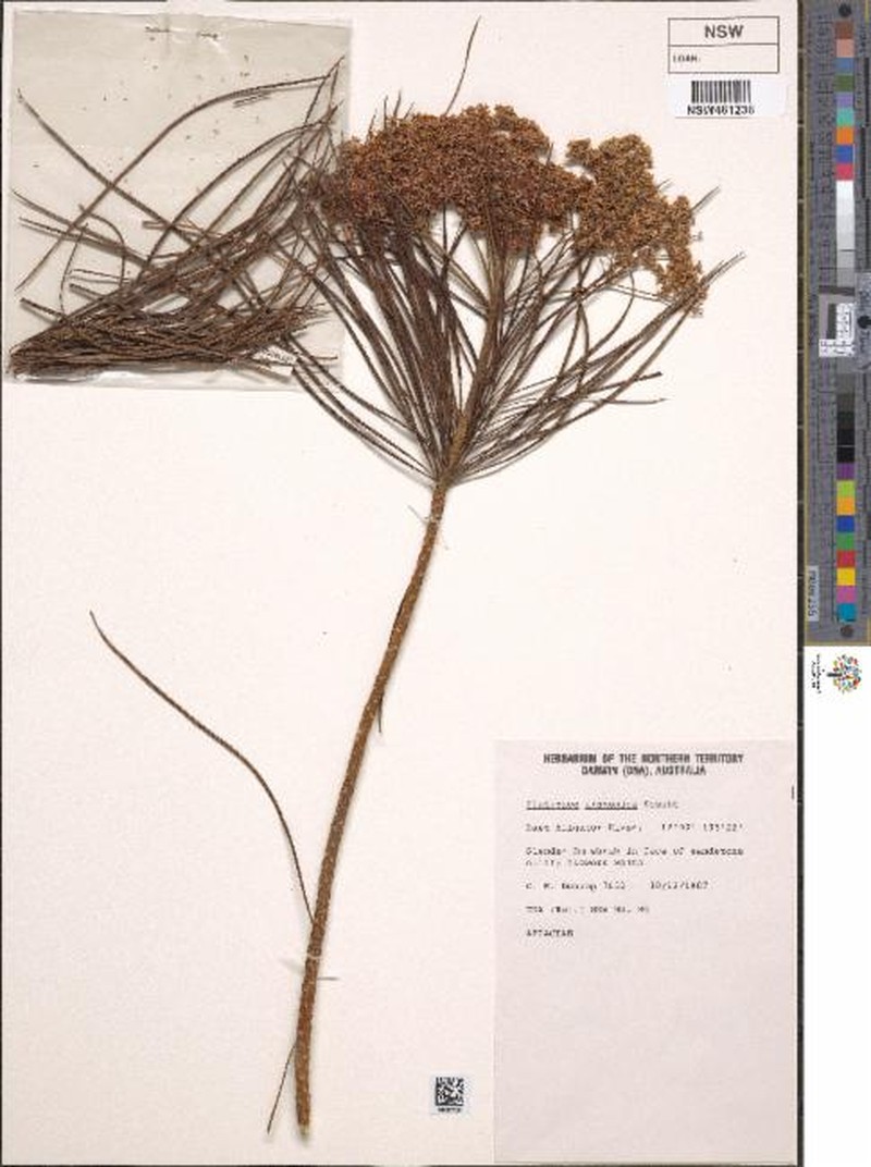 Platysace arnhemica photo 7