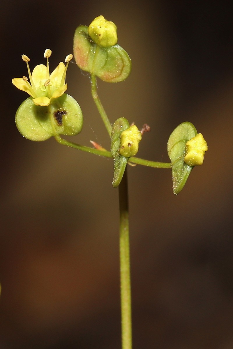 Platysace cirrosa
