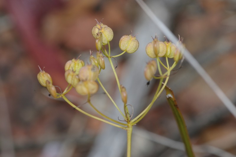 Platysace cirrosa photo 3