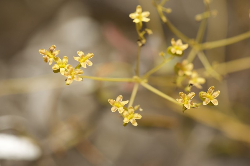Platysace cirrosa photo 4