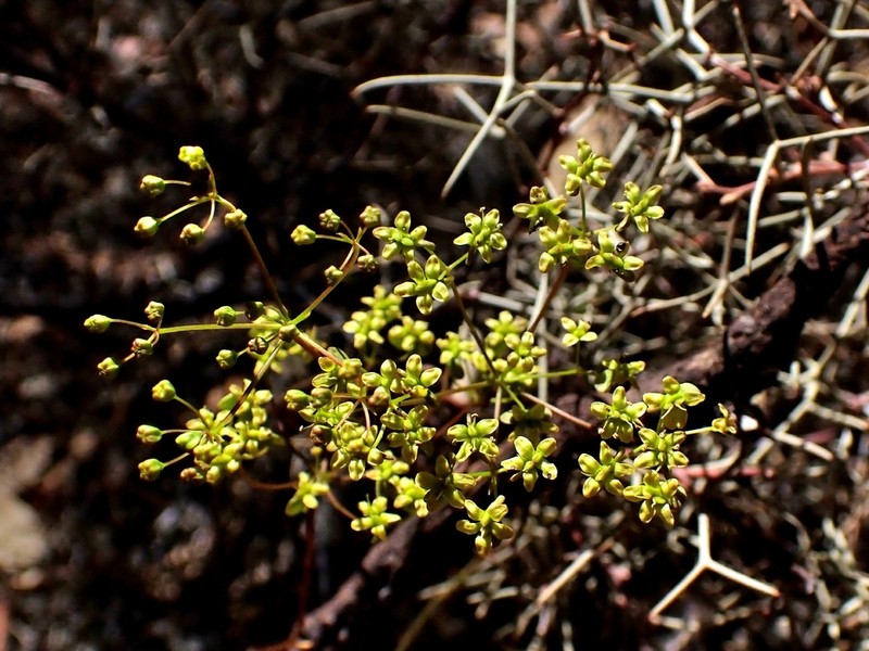 Platysace cirrosa photo 5