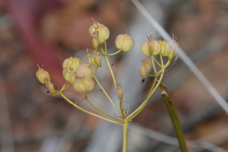 Platysace cirrosa photo 7