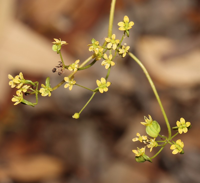 Platysace cirrosa photo 8