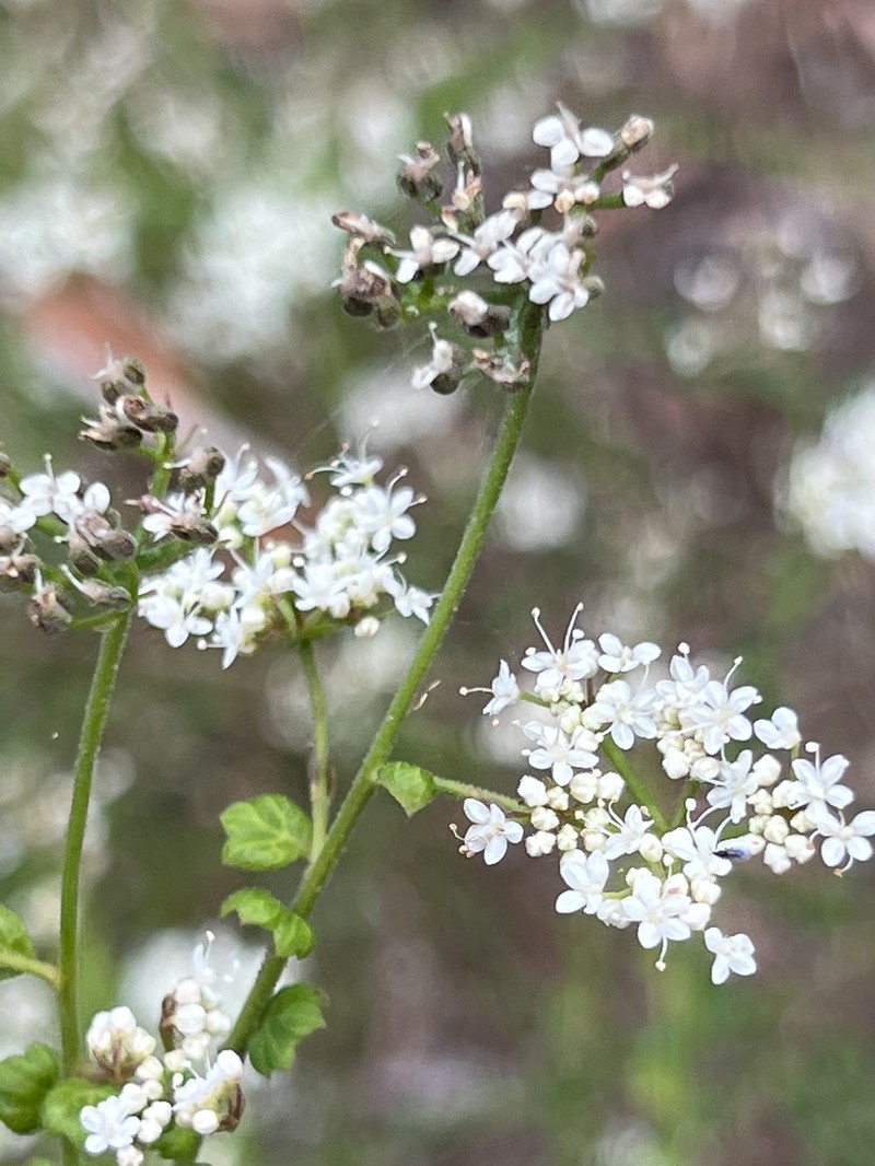 Platysace clelandii