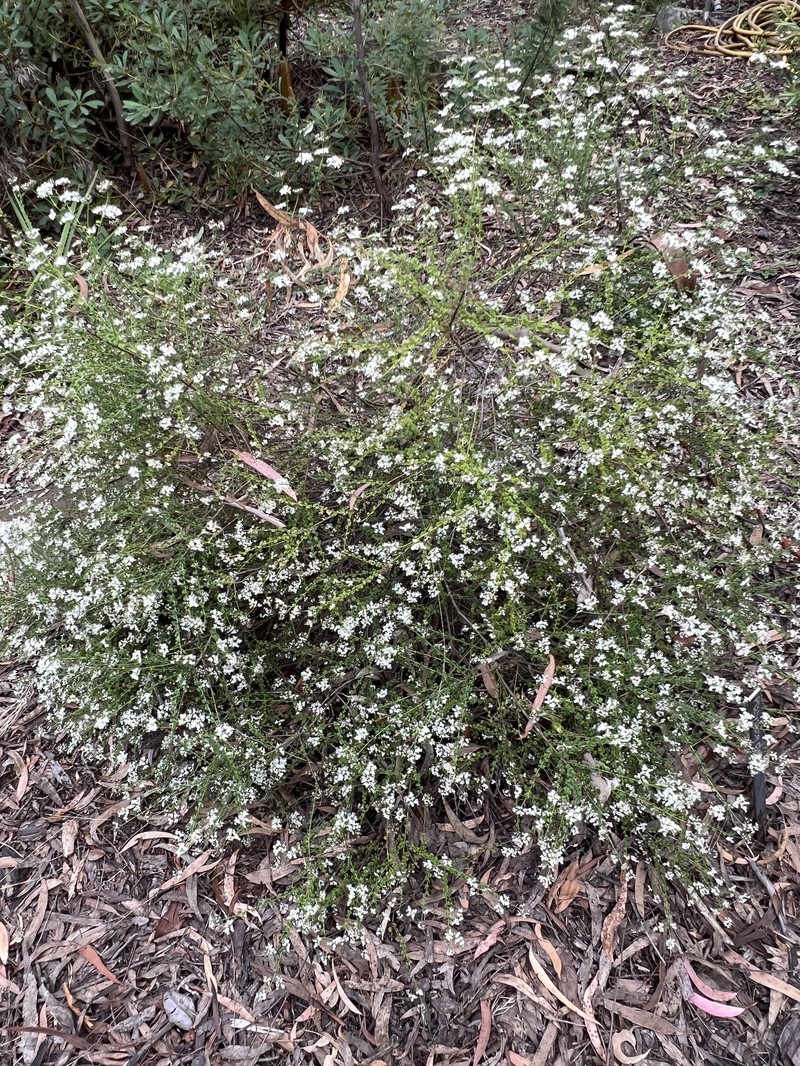Platysace clelandii photo 2