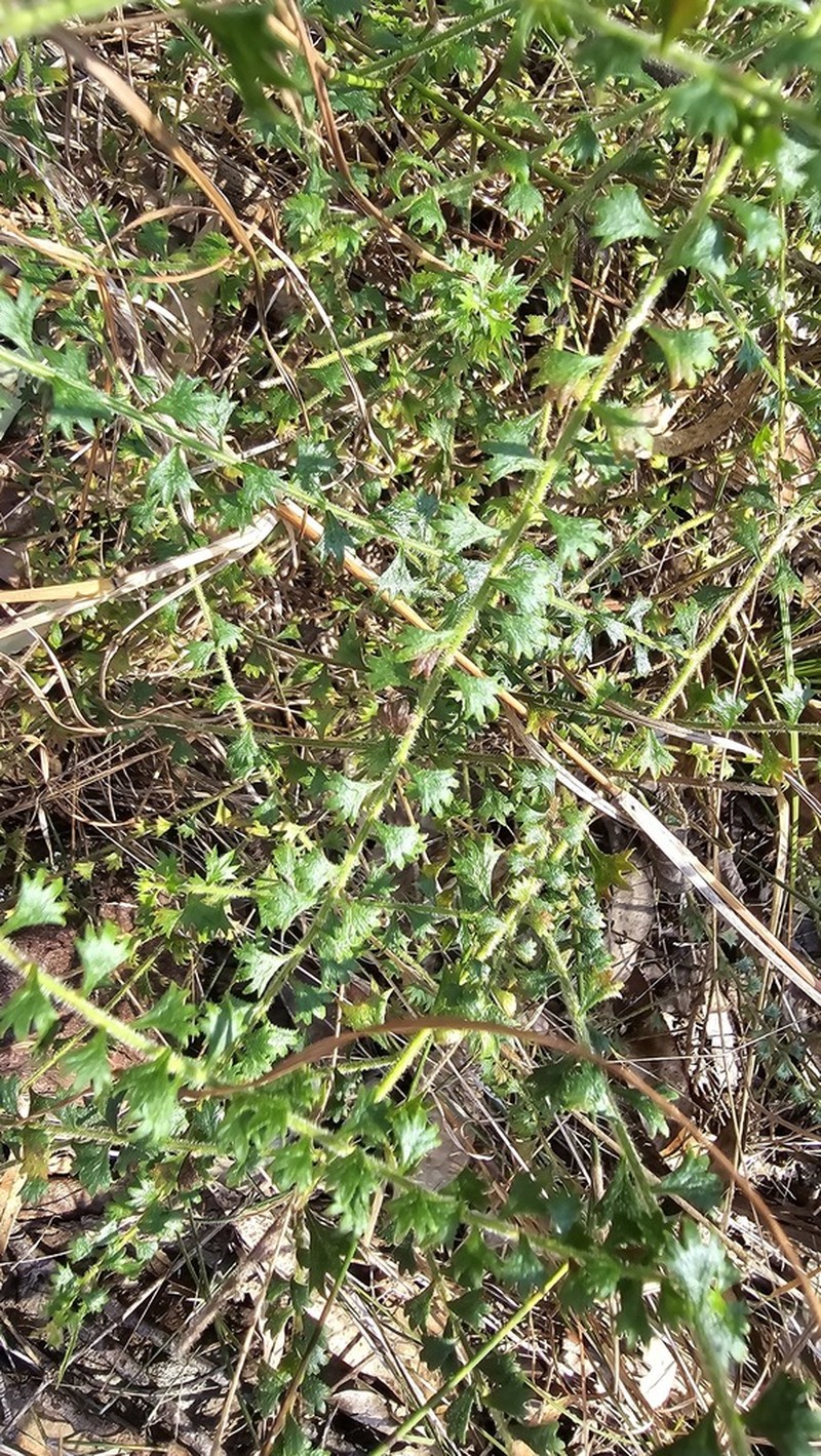 Platysace clelandii photo 3