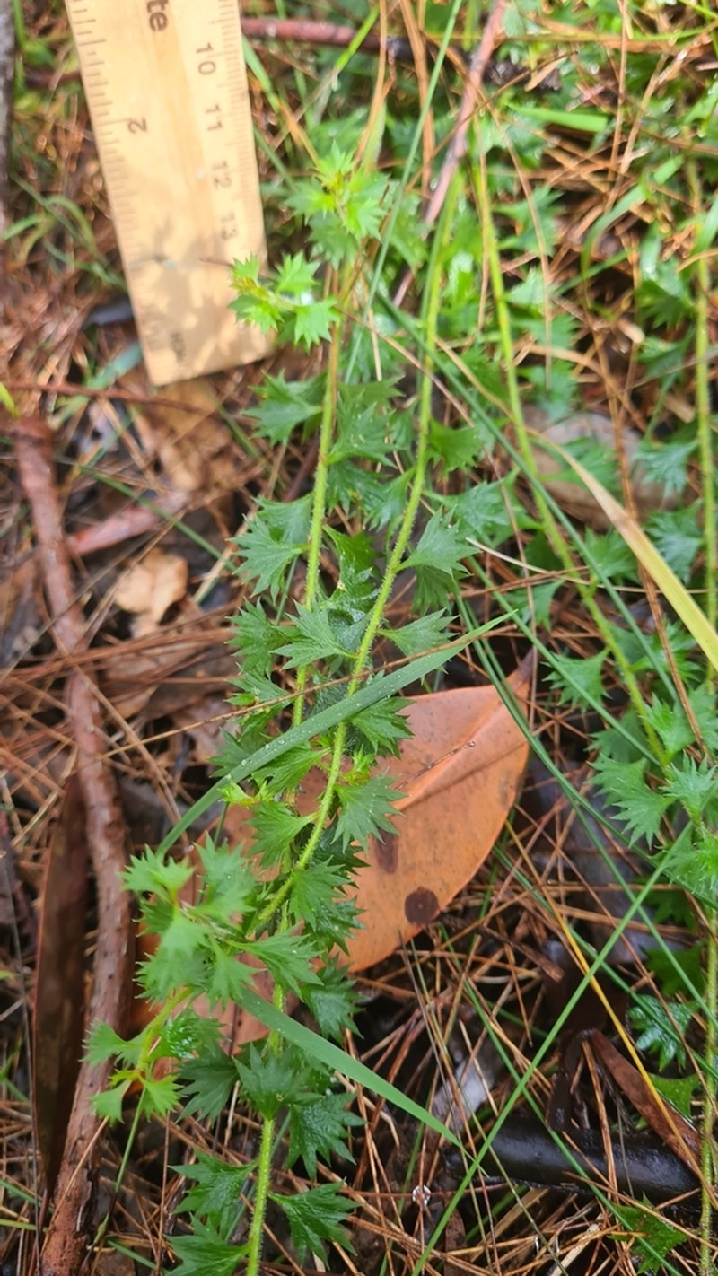 Platysace clelandii photo 4